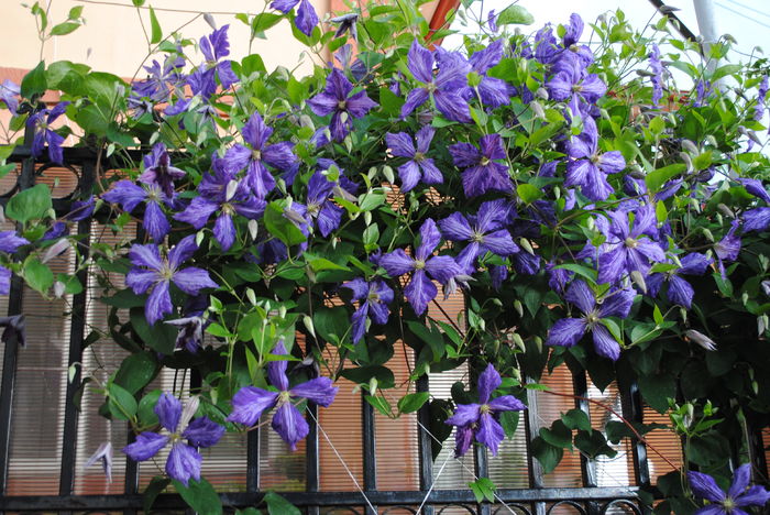clematis Tie Dye