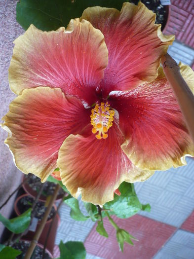 P1270229 - HIBISCUSI 2016-2