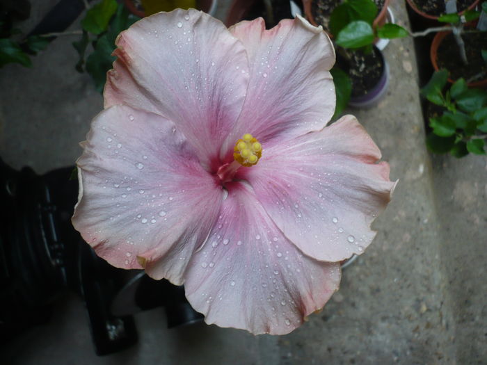 P1270232 - HIBISCUSI 2016-2