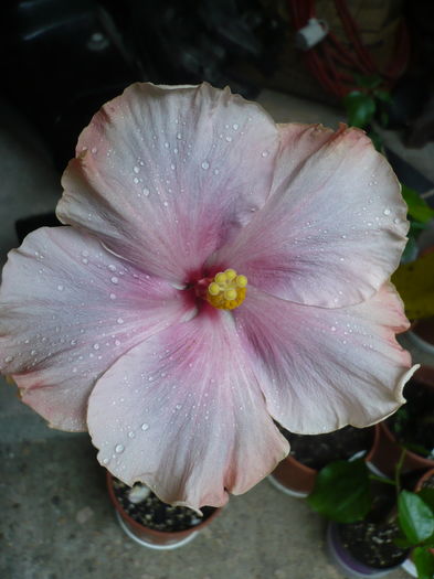 P1270233 - HIBISCUSI 2016-2