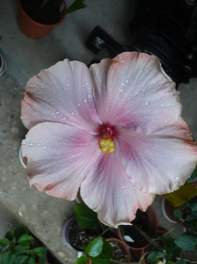 P1270234 - HIBISCUSI 2016-2