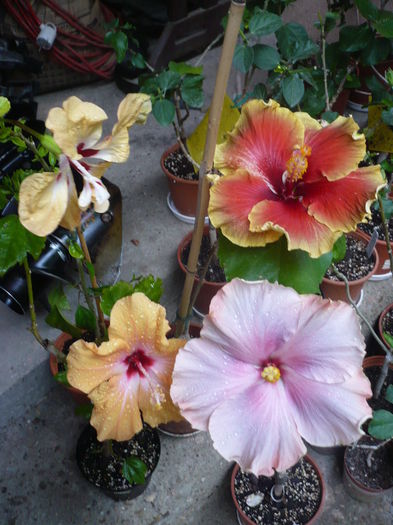 P1270235 - HIBISCUSI 2016-2