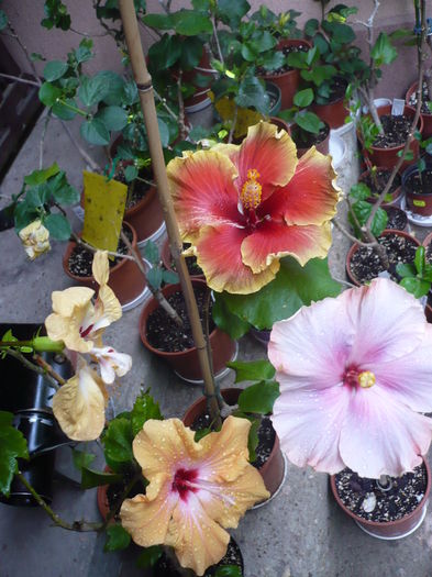 P1270237 - HIBISCUSI 2016-2