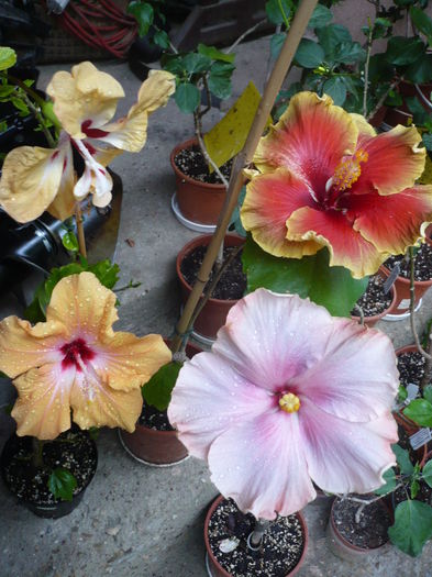 P1270239 - HIBISCUSI 2016-2