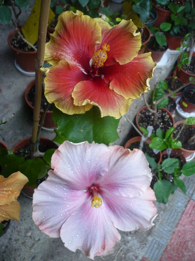 P1270240 - HIBISCUSI 2016-2