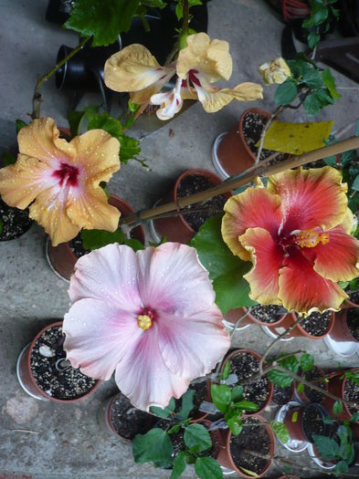 P1270241 - HIBISCUSI 2016-2