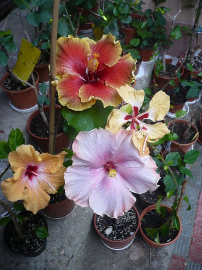 P1270243 - HIBISCUSI 2016-2