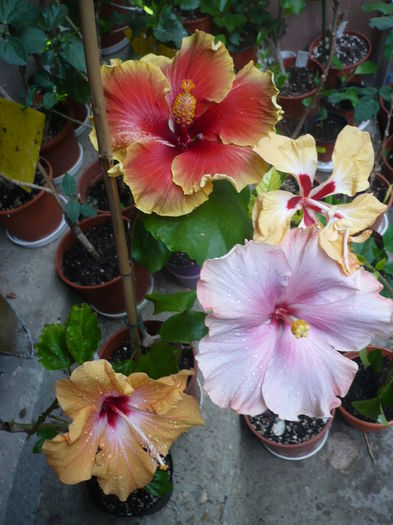 P1270245 - HIBISCUSI 2016-2