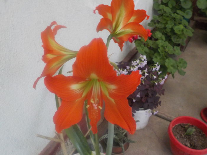 DSCN0103[1] - Amarilisii mei