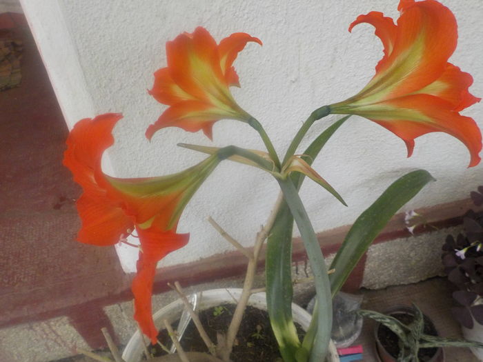 DSCN0104[1] - Amarilisii mei