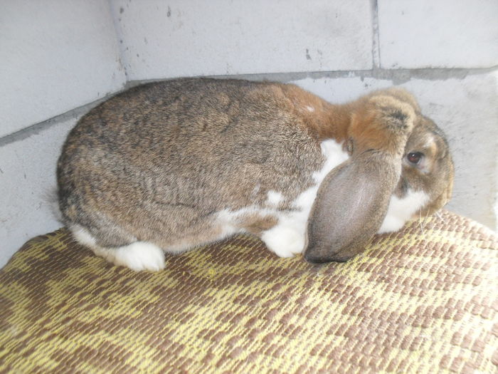 SDC12817 - BBBB-Berbec Urias Agouti mantulat