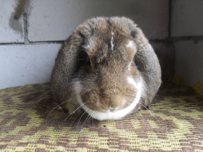 SDC12820 - BBBB-Berbec Urias Agouti mantulat