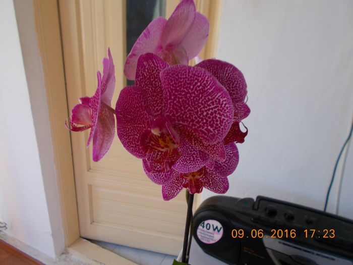 DSCN2888 - Orhidee