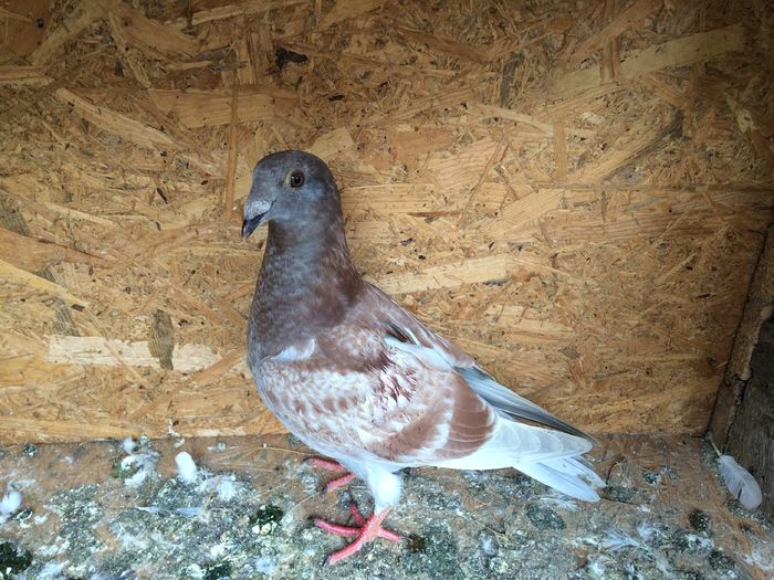 Intepat de uliu; Pui luat de uliu la ora 8 dimineata, ajuns acasa la ora 2, ziua.. Nu stiu cum a putut scapa, nu stiu cum a putut revenii acasa..Aripa dreapta este fracturata, sper sa-si revina sa poate zbura din nou.
