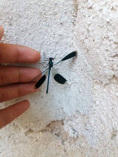 libelula albastra de balta - Fluturi     flori    si alte insecte