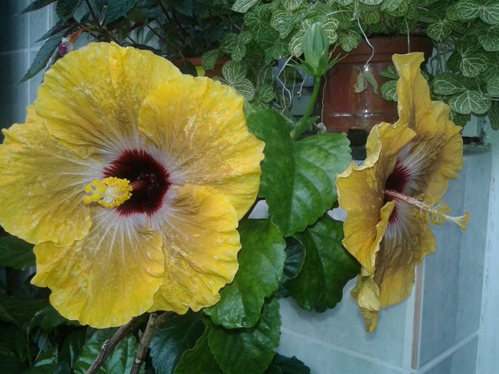 20160614_155459 - Hibiscus Tahitian Dragon