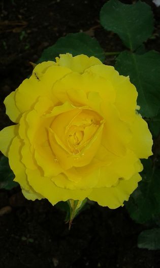 20160614_085258[1] - SMOOTH BUTTERCUP