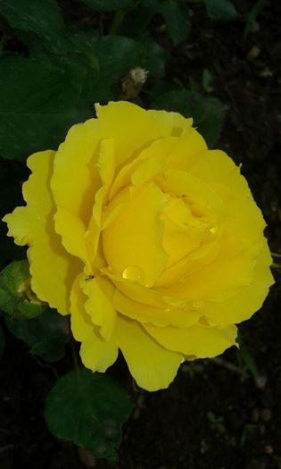 20160614_085338[1] - SMOOTH BUTTERCUP