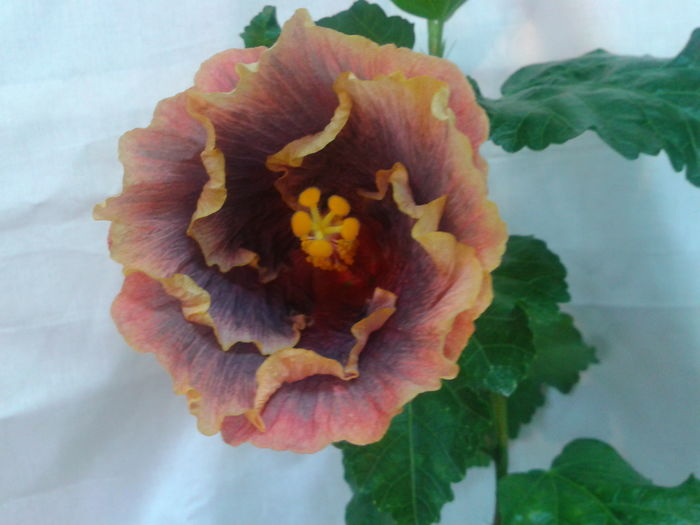 Fotografie0687 - HIBISCUS 2016