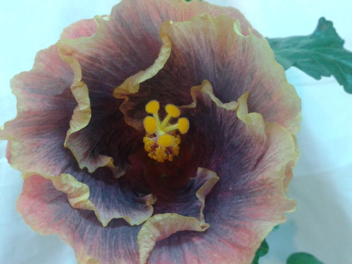 Fotografie0686 - HIBISCUS 2016