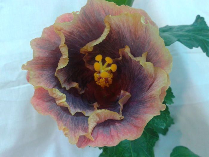 Fotografie0685 - HIBISCUS 2016