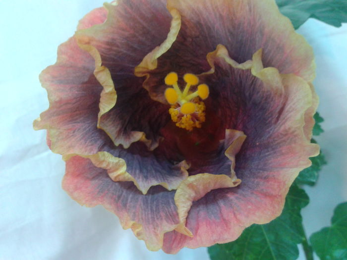 Fotografie0683 - HIBISCUS 2016