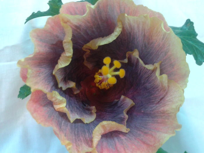 Fotografie0680 - HIBISCUS 2016