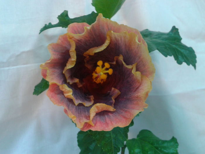 Fotografie0679 - HIBISCUS 2016