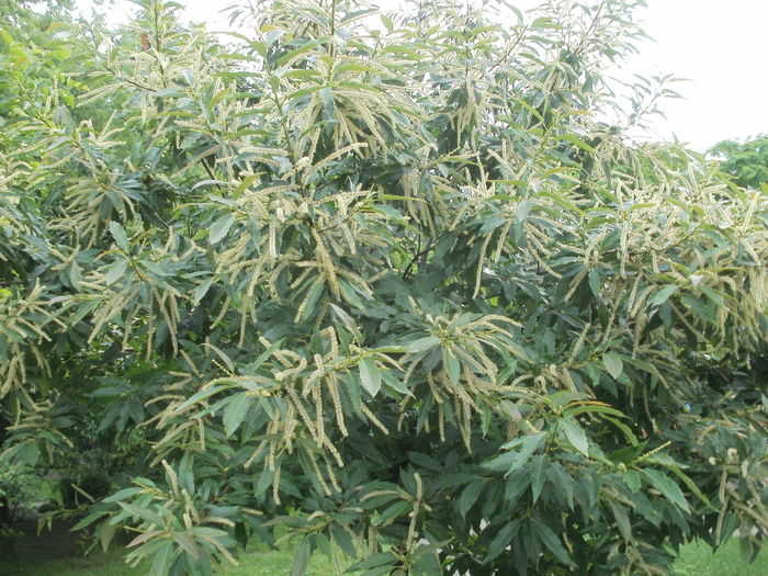 Castan comestibil - Arbori si plante melifere