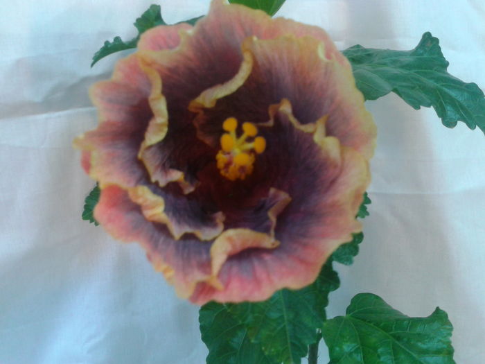 Fotografie0675 - HIBISCUS 2016