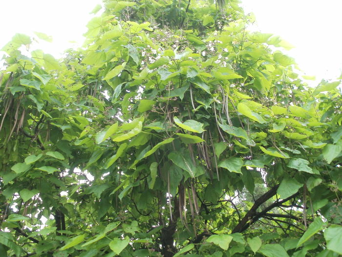 Catalpa - Arbori si plante melifere