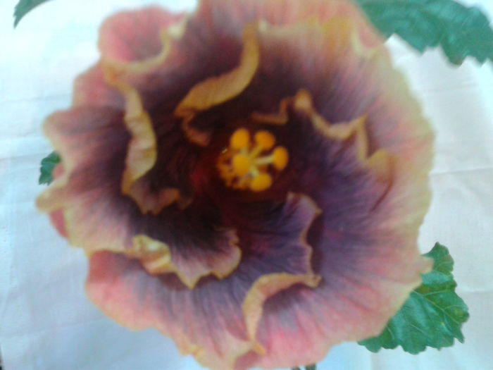 Fotografie0672 - HIBISCUS 2016