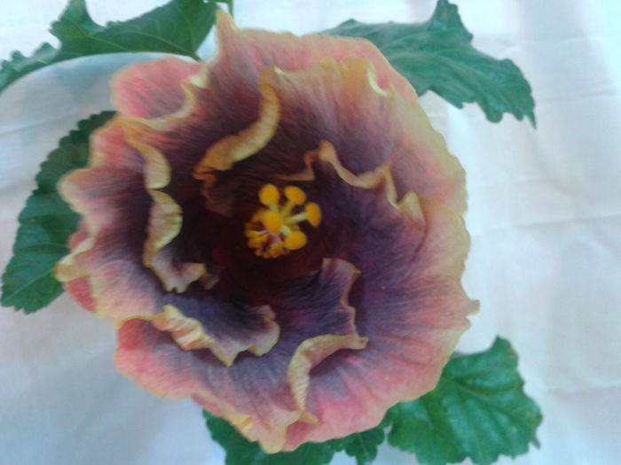 Fotografie0671 - HIBISCUS 2016