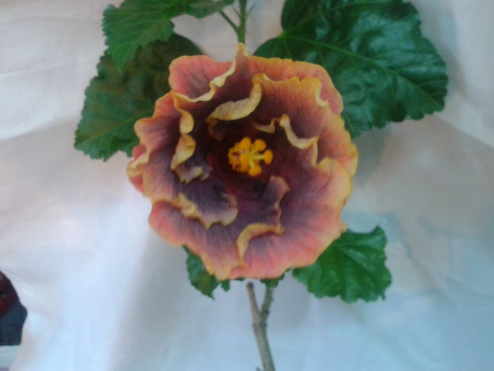 GATOR PRIDE - HIBISCUS 2016