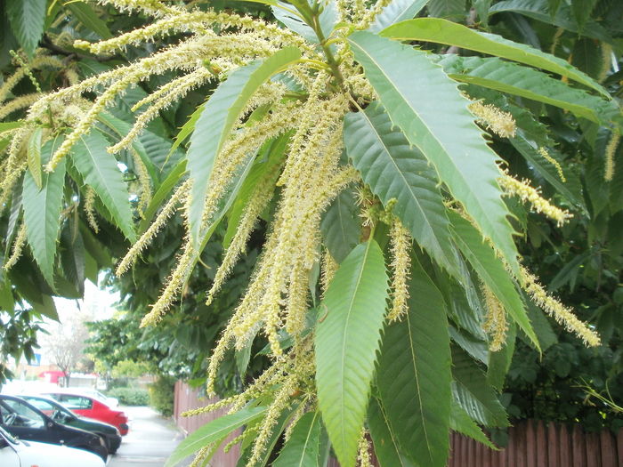 Flori de castan comestibil - Arbori si plante melifere