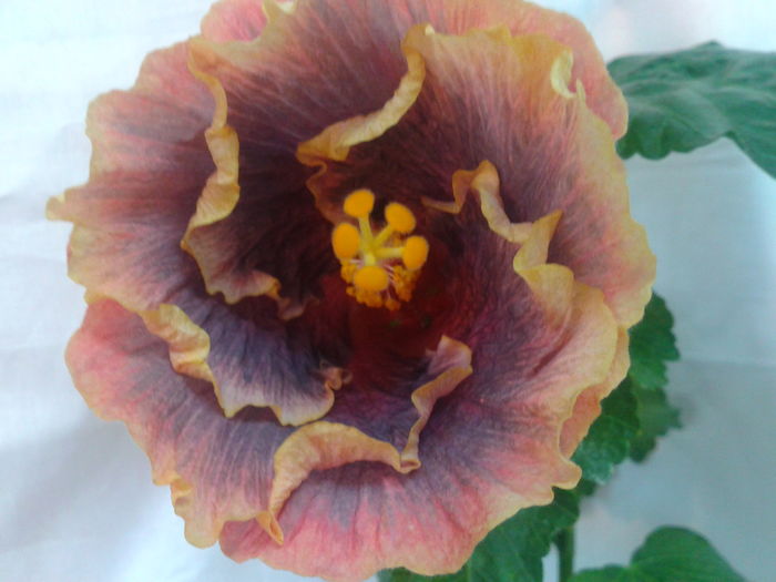 Fotografie0688 - HIBISCUS 2016