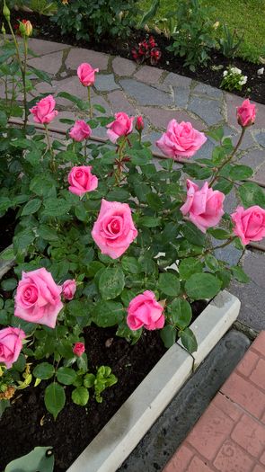 WP_20160614_19_35_33_Pro