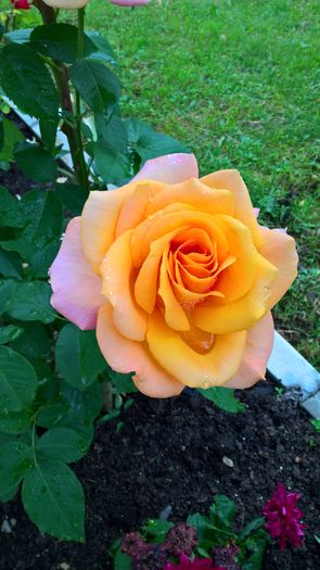 WP_20160614_19_35_12_Pro