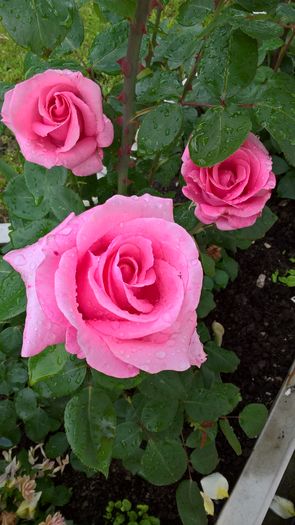 WP_20160614_19_35_01_Pro