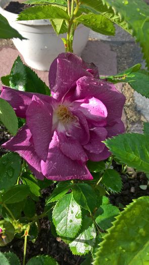 WP_20160614_19_02_52_Pro