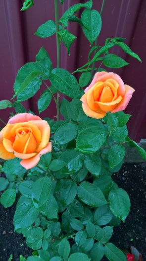 WP_20160614_19_00_42_Pro