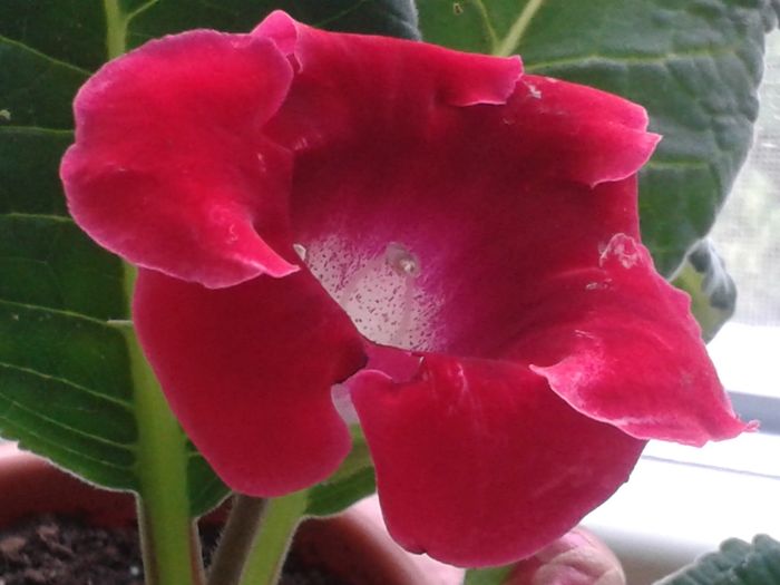 20160513_093846; florile mele
