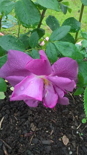 WP_20160614_14_54_18_Pro