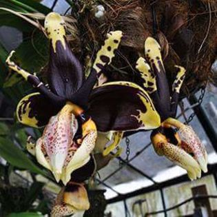 FB_IMG_1465645846822 - Stanhopea tigrina