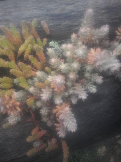 20160614_092818 - sedum