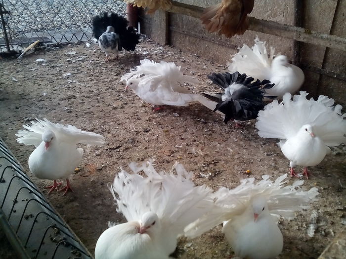 IMG_20160614_204020 - Porumbei voltati