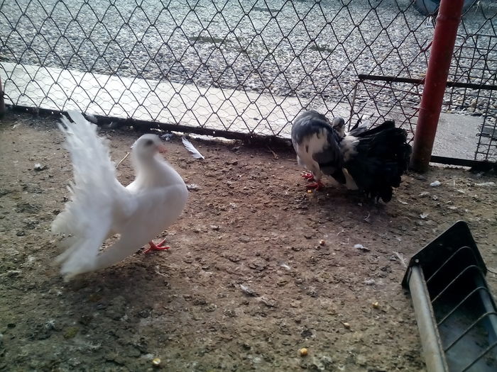 IMG_20160614_204045 - Porumbei voltati