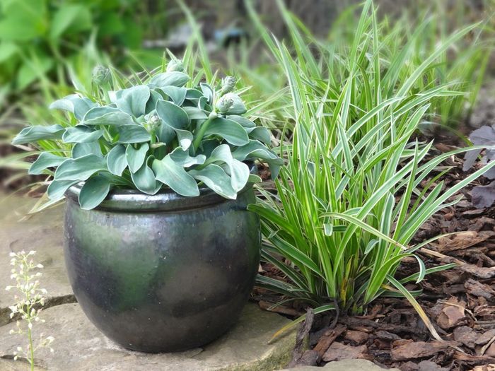 Carex Ice Dance si hosta Blue Mouse Ears - Hosta