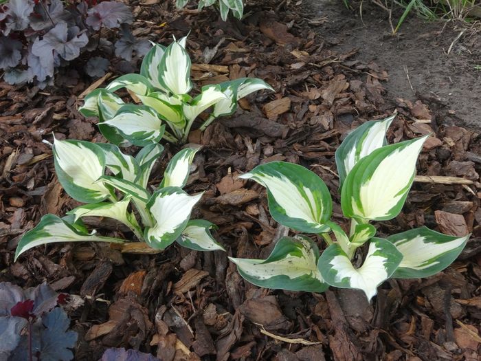 Hosta Fire and Ice