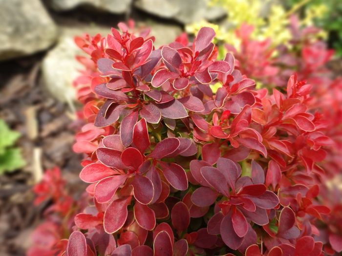 Berberis Admiration 1 - Culori in gradina